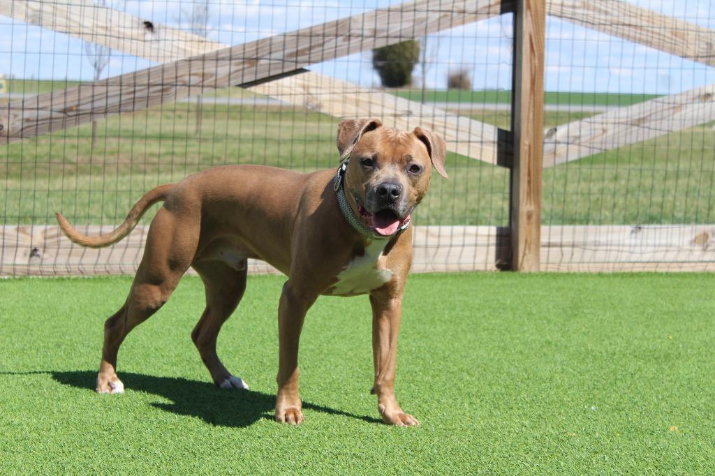 Enlarge Saint, a ADOPTABLE Pit Bull Terrier in Chestertown, MD image 3/4
