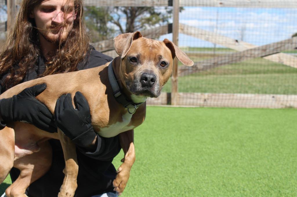 Saint, ADOPTABLE, Adult Male Pit Bull Terrier.