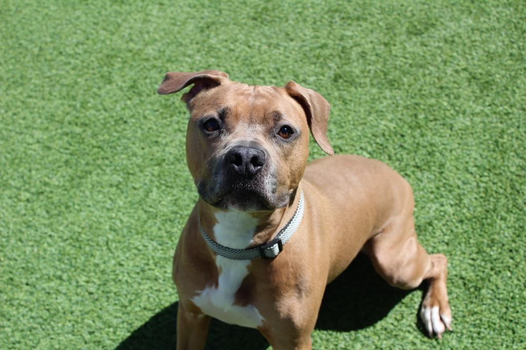 Enlarge Saint, a ADOPTABLE Pit Bull Terrier in Chestertown, MD image 4/4