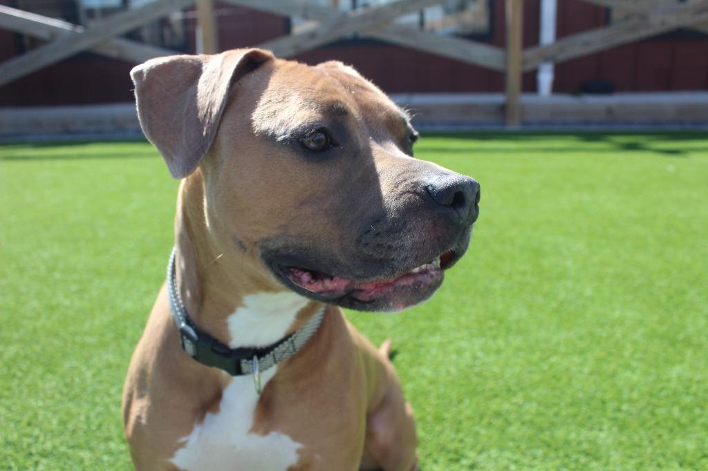 Enlarge Saint, a ADOPTABLE Pit Bull Terrier in Chestertown, MD image 2/4