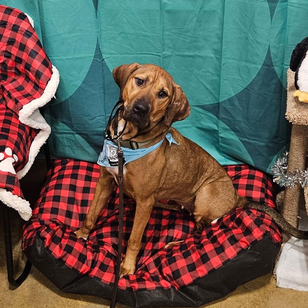 Enlarge Fern, a Adoptable Mixed Breed in Alexandria, VA image 1/6