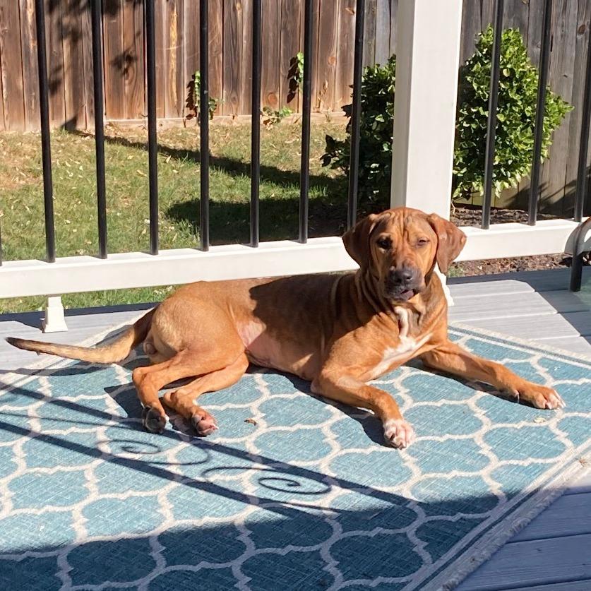 Enlarge Fern, a Adoptable Mixed Breed in Alexandria, VA image 3/6