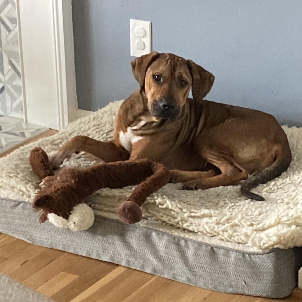 Enlarge Fern, a Adoptable Mixed Breed in Alexandria, VA image 4/6