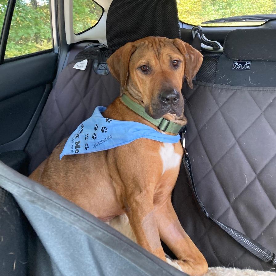 Enlarge Fern, a Adoptable Mixed Breed in Alexandria, VA image 5/6