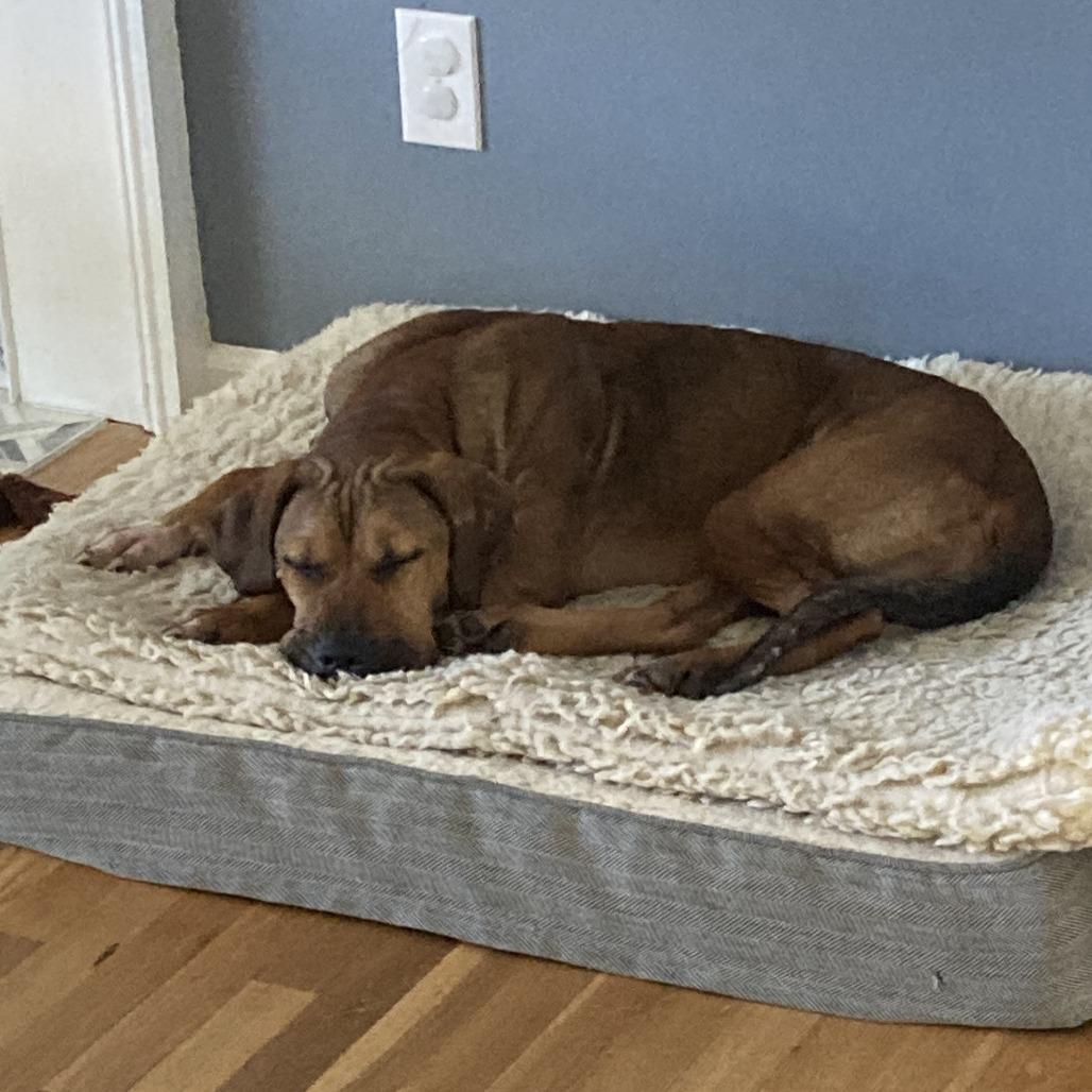 Enlarge Fern, a Adoptable Mixed Breed in Alexandria, VA image 6/6