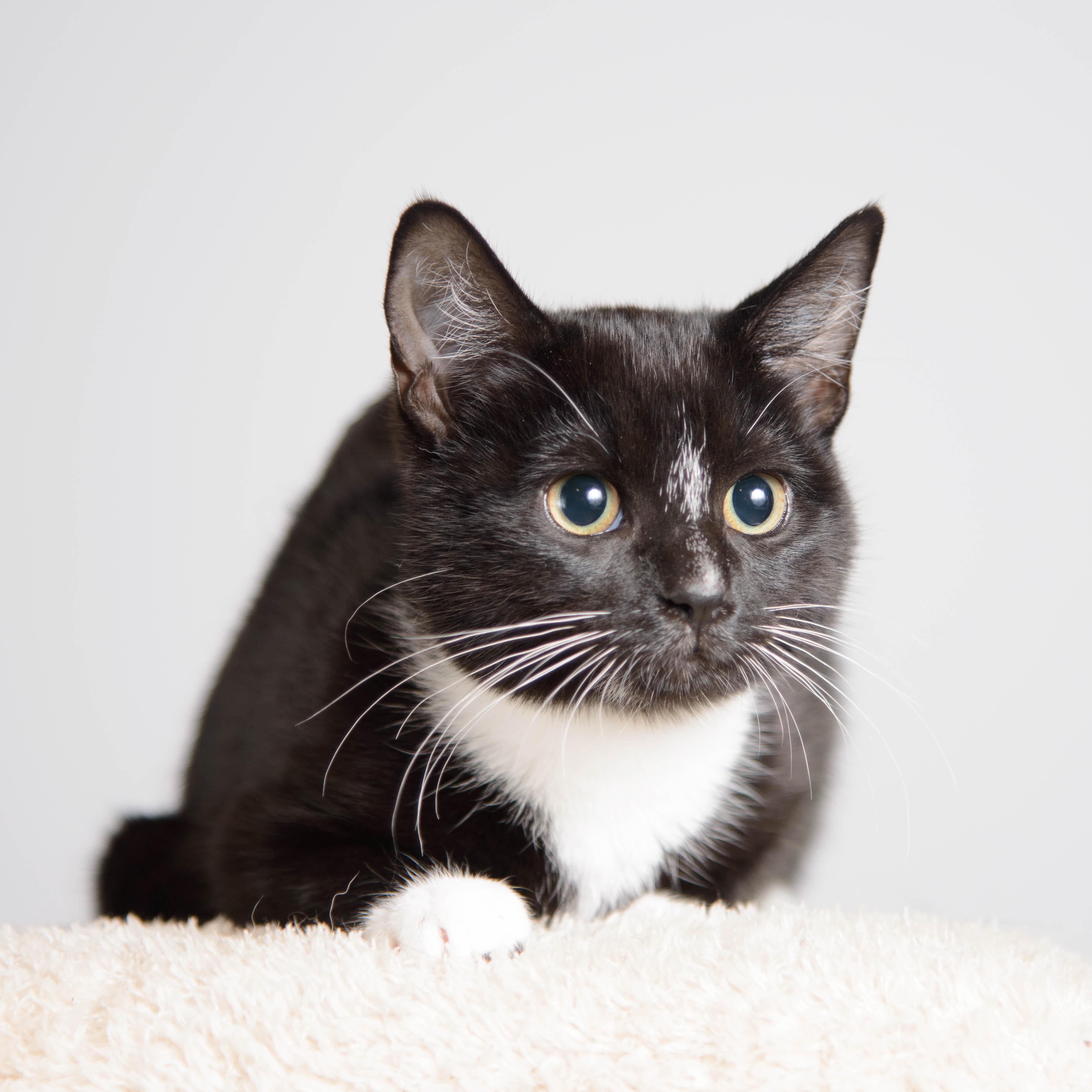 Enlarge Penelope, a ADOPTABLE Tuxedo in Farmington, MN image 3/3