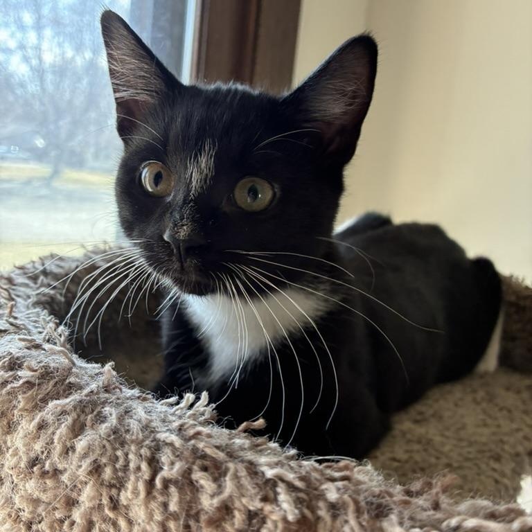 Penelope, ADOPTABLE, Kitten Female Tuxedo.