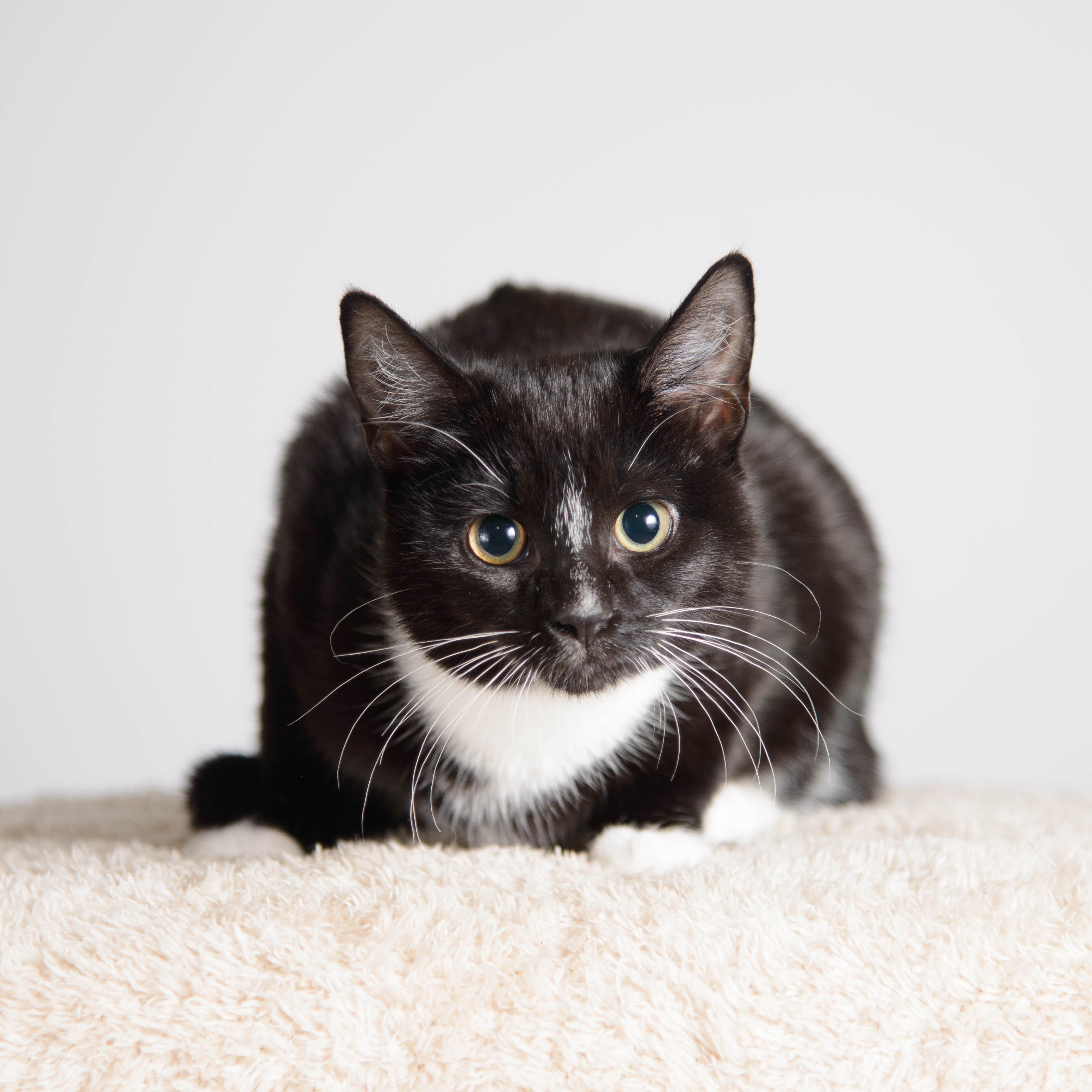 Enlarge Penelope, a ADOPTABLE Tuxedo in Farmington, MN image 1/3