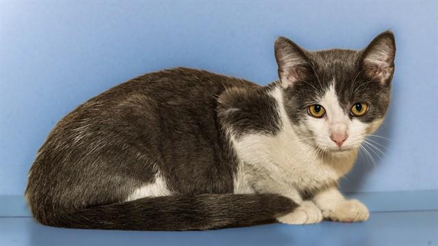 JONESBORO, Adoptable, Kitten Male Domestic Short Hair & Domestic Short Hair.