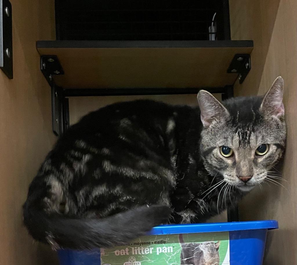 Tiger, Adoptable, Adult Male Domestic Short Hair.