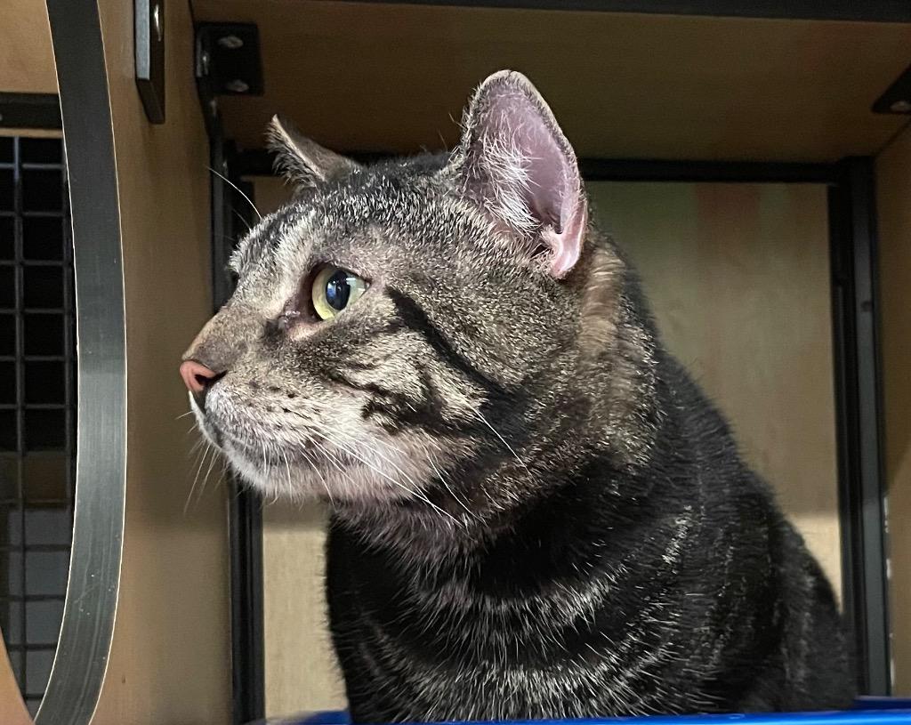 Tiger, Adoptable, Adult Male Domestic Short Hair.