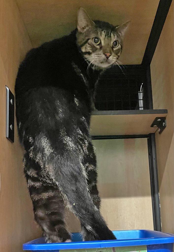 Enlarge Tiger, a Adoptable mixed breed in New York, NY image 4/6