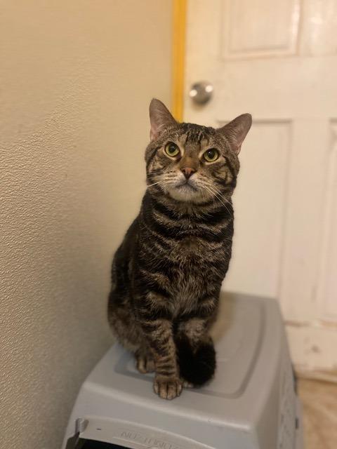 Enlarge Tiger, a Adoptable mixed breed in New York, NY image 6/6