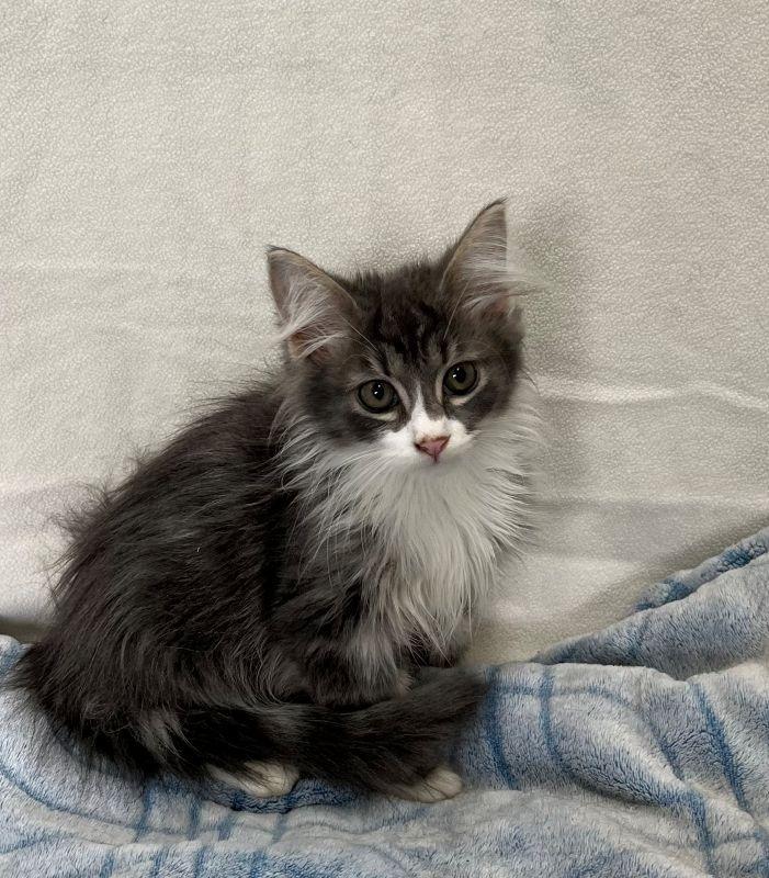 Jet, Adopted, Kitten Male Domestic Long Hair.