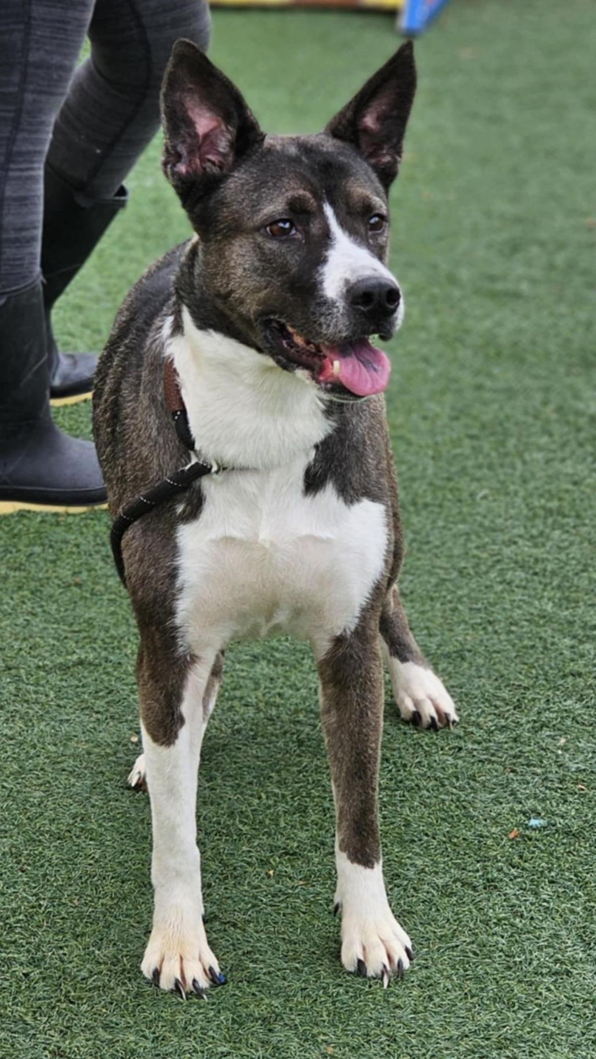 Squishy, Adoptable, Adult Female Husky & Shepherd.