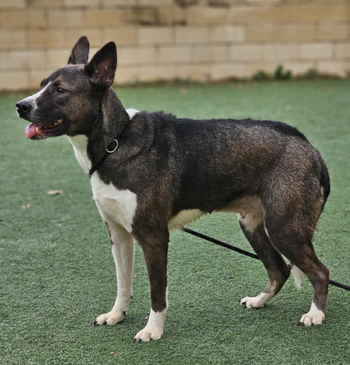 Squishy- $75 Adoption Fee! Diamond Dog!, Adoptable, Adult Female Husky & Shepherd.