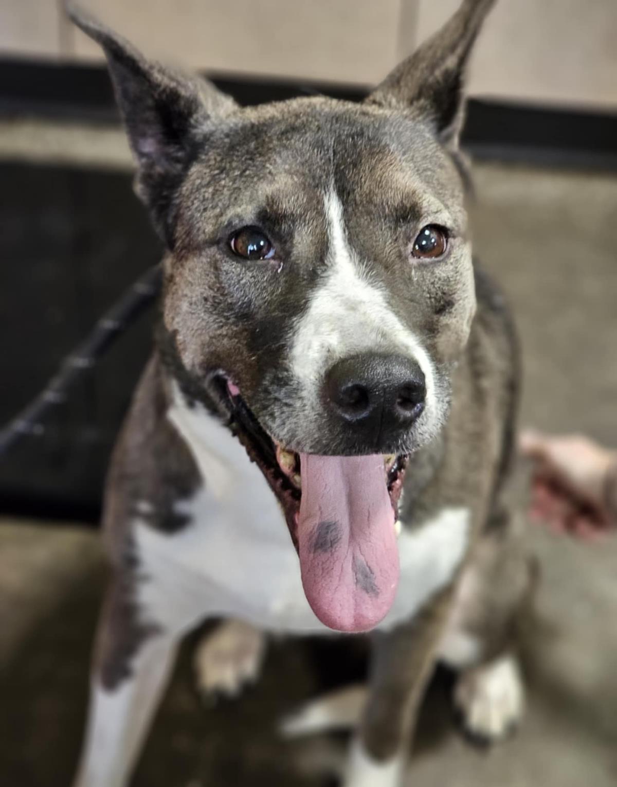 Squishy- $75 Adoption Fee! Diamond Dog!, a Adoptable mixed breed in Rockwall, TX image 2/3