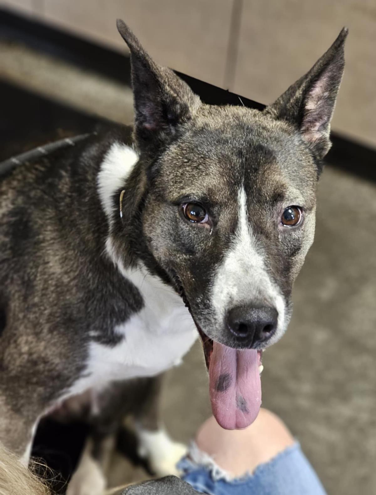 Enlarge Squishy, a Adoptable mixed breed in Rockwall, TX image 3/3