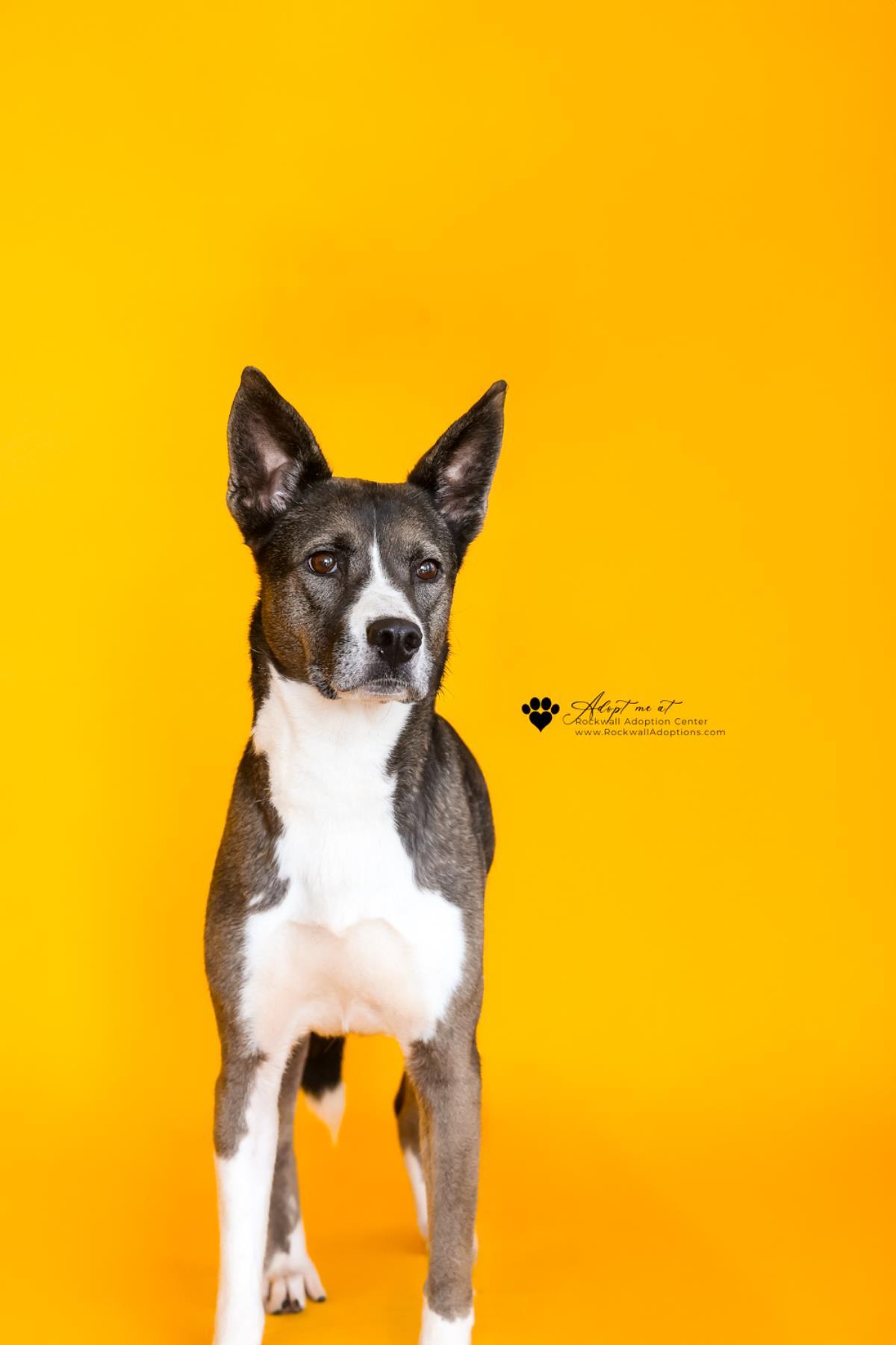 Squishy- $75 Adoption Fee! Diamond Dog!, a Adoptable mixed breed in Rockwall, TX image 3/3