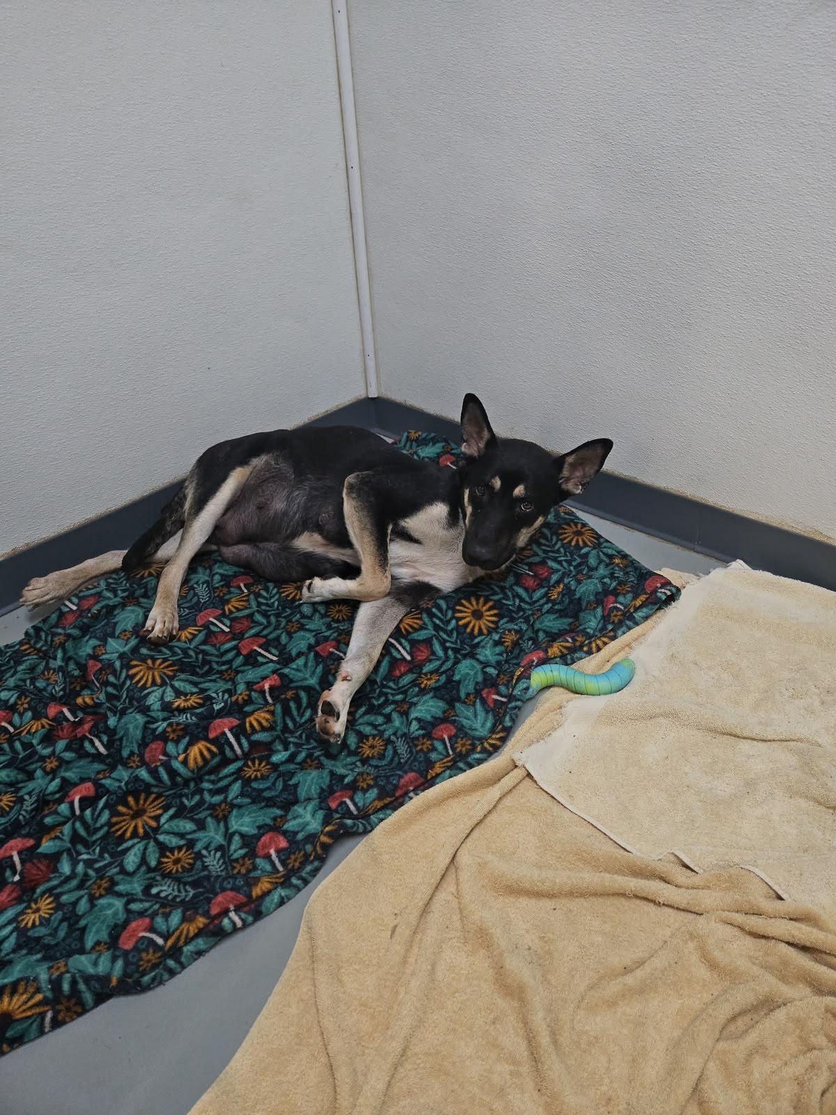 Armani, Adoptable, Young Female German Shepherd Dog.
