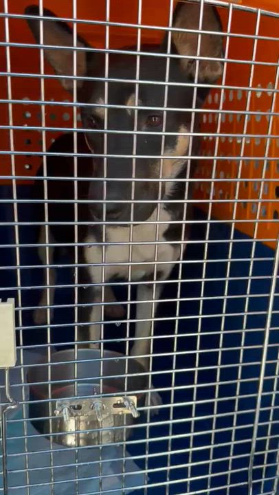 Enlarge Armani, a Adoptable German Shepherd Dog in Inglewood, CA video 4/6