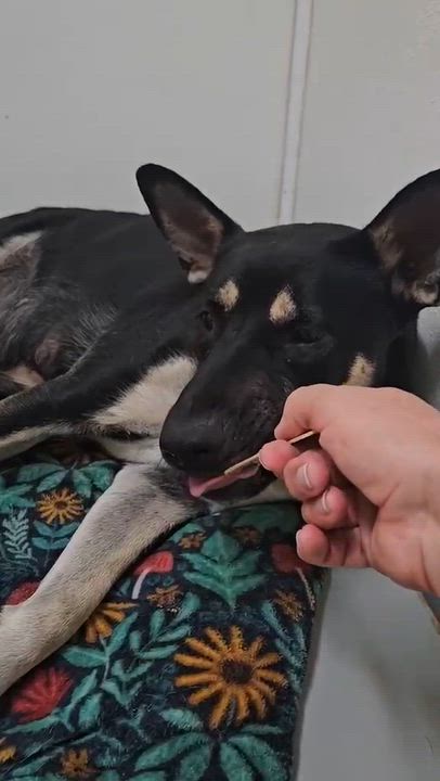 Enlarge Armani, a Adoptable German Shepherd Dog in Inglewood, CA video 3/6