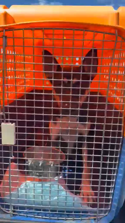 Enlarge Armani, a Adoptable German Shepherd Dog in Inglewood, CA video 2/6