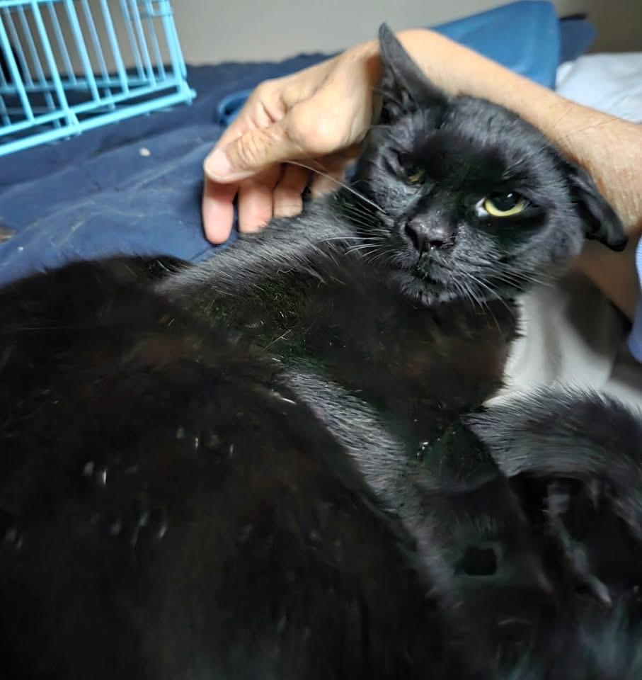 Enlarge Frosty, a Adoptable Domestic Short Hair in Philadelphia, PA image 3/5