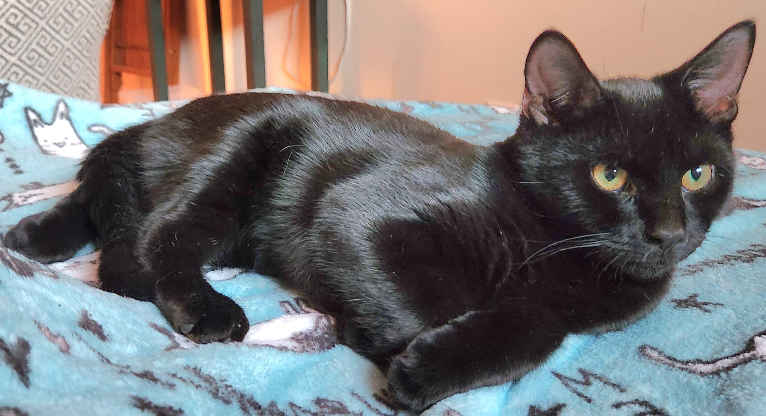 Enlarge Frosty, a Adoptable Domestic Short Hair in Philadelphia, PA image 5/5