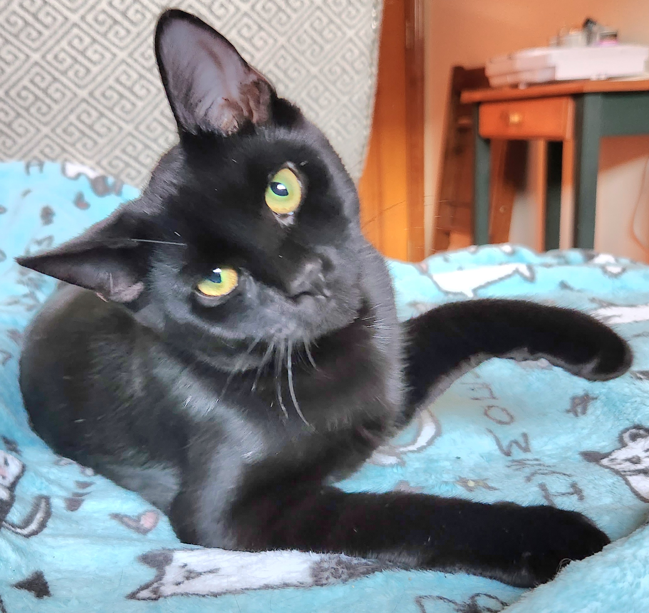 Enlarge Frosty, a Adoptable Domestic Short Hair in Philadelphia, PA image 1/5