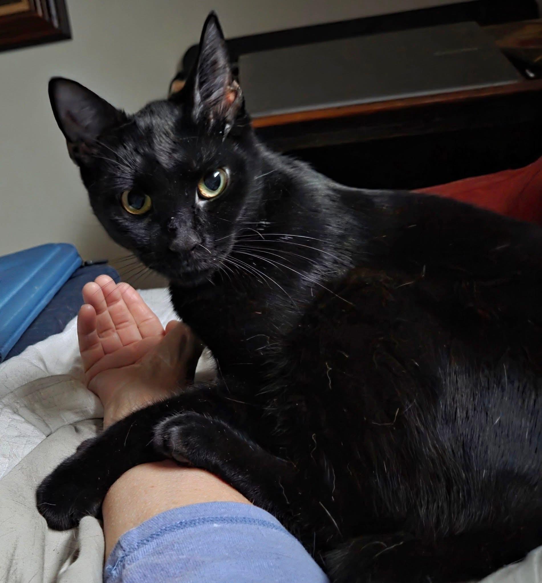 Enlarge Frosty, a Adoptable Domestic Short Hair in Philadelphia, PA image 4/5