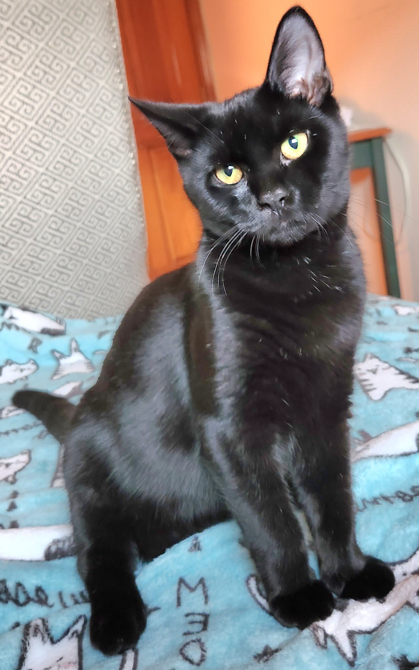 Enlarge Frosty, a Adoptable Domestic Short Hair in Philadelphia, PA image 2/5