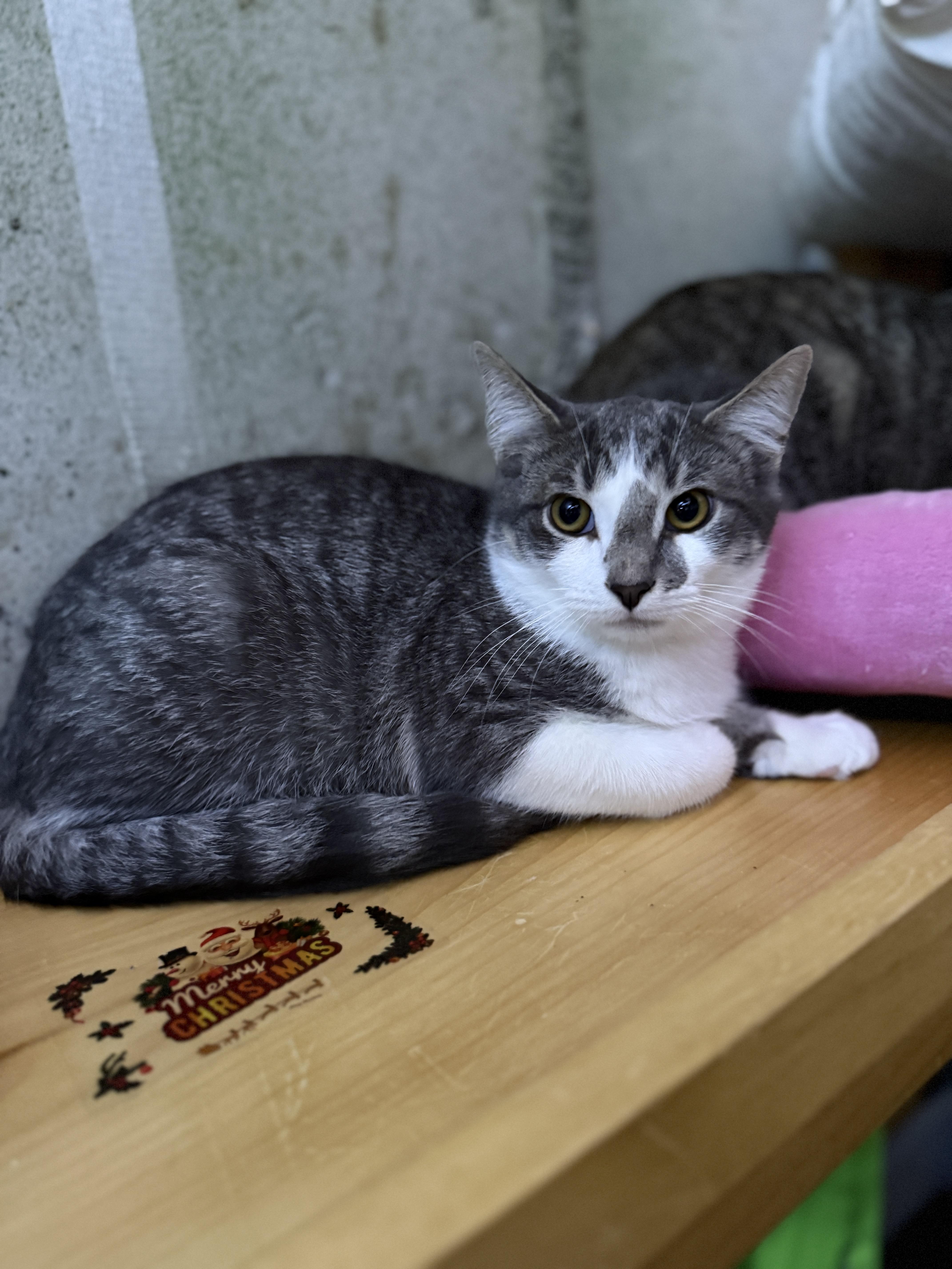 Milo, Adoptable, Young Male American Shorthair.
