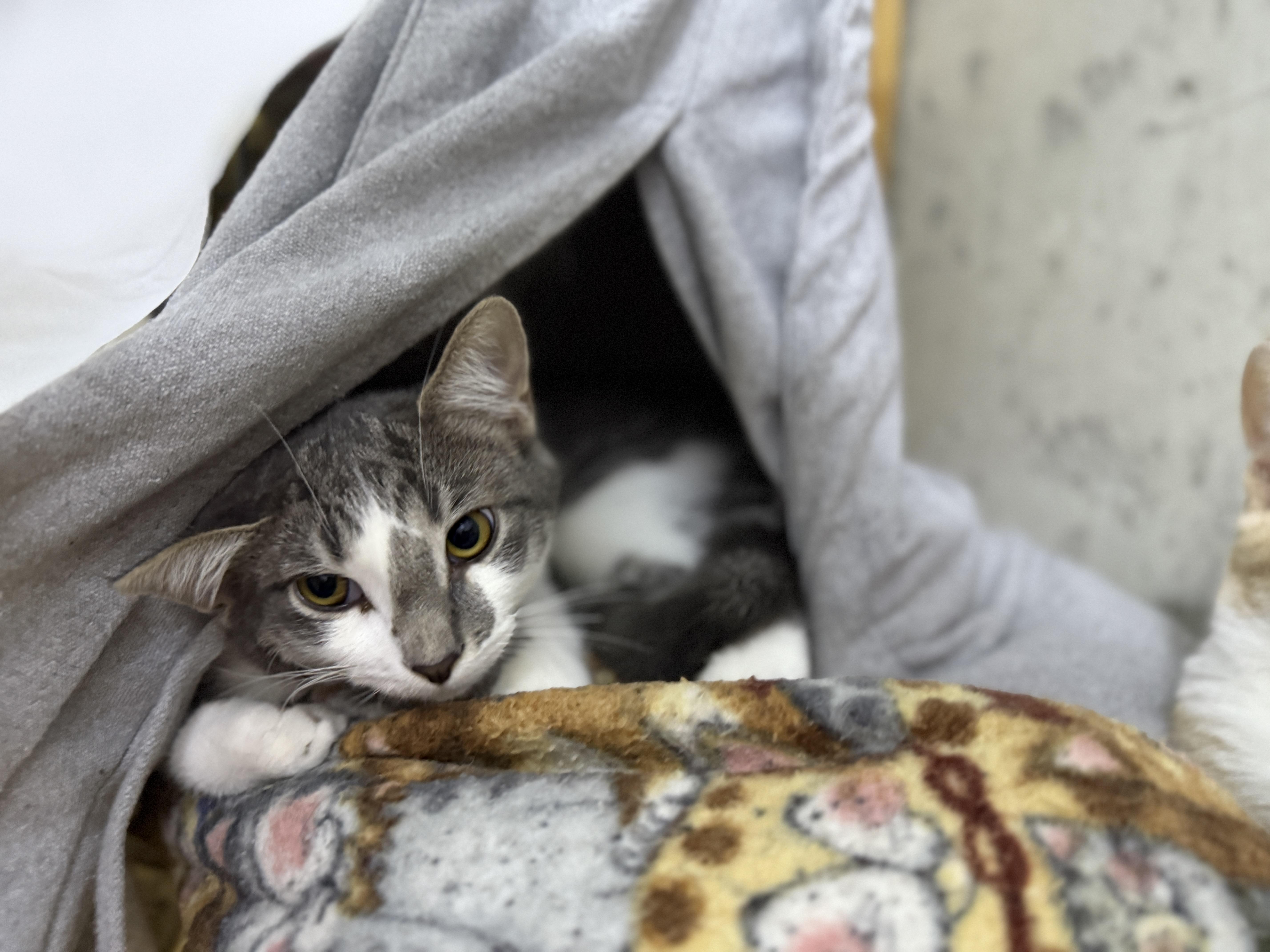 Enlarge Milo, a Adoptable American Shorthair in Schenectady, NY image 2/3