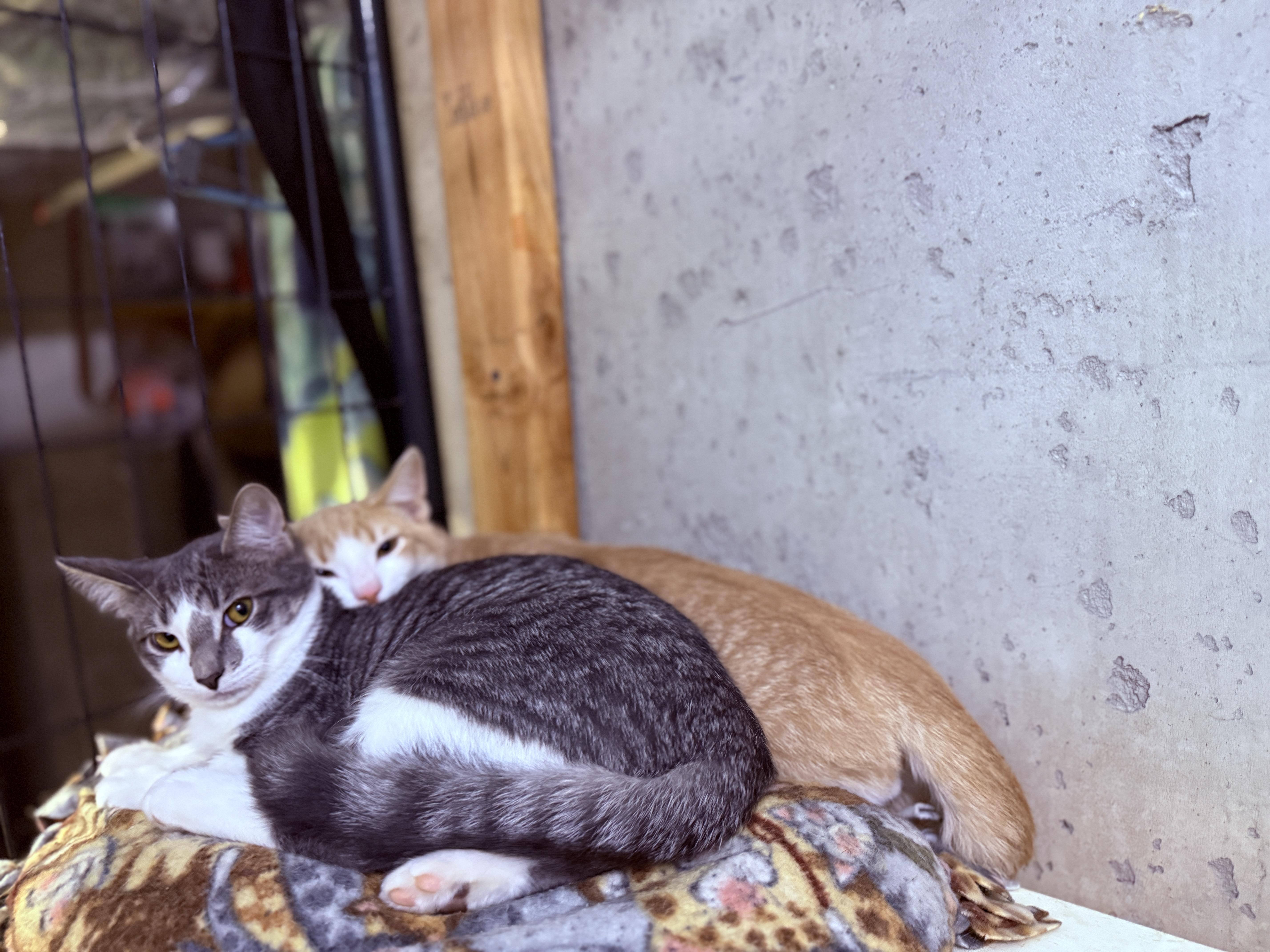 Enlarge Milo, a Adoptable American Shorthair in Schenectady, NY image 3/3