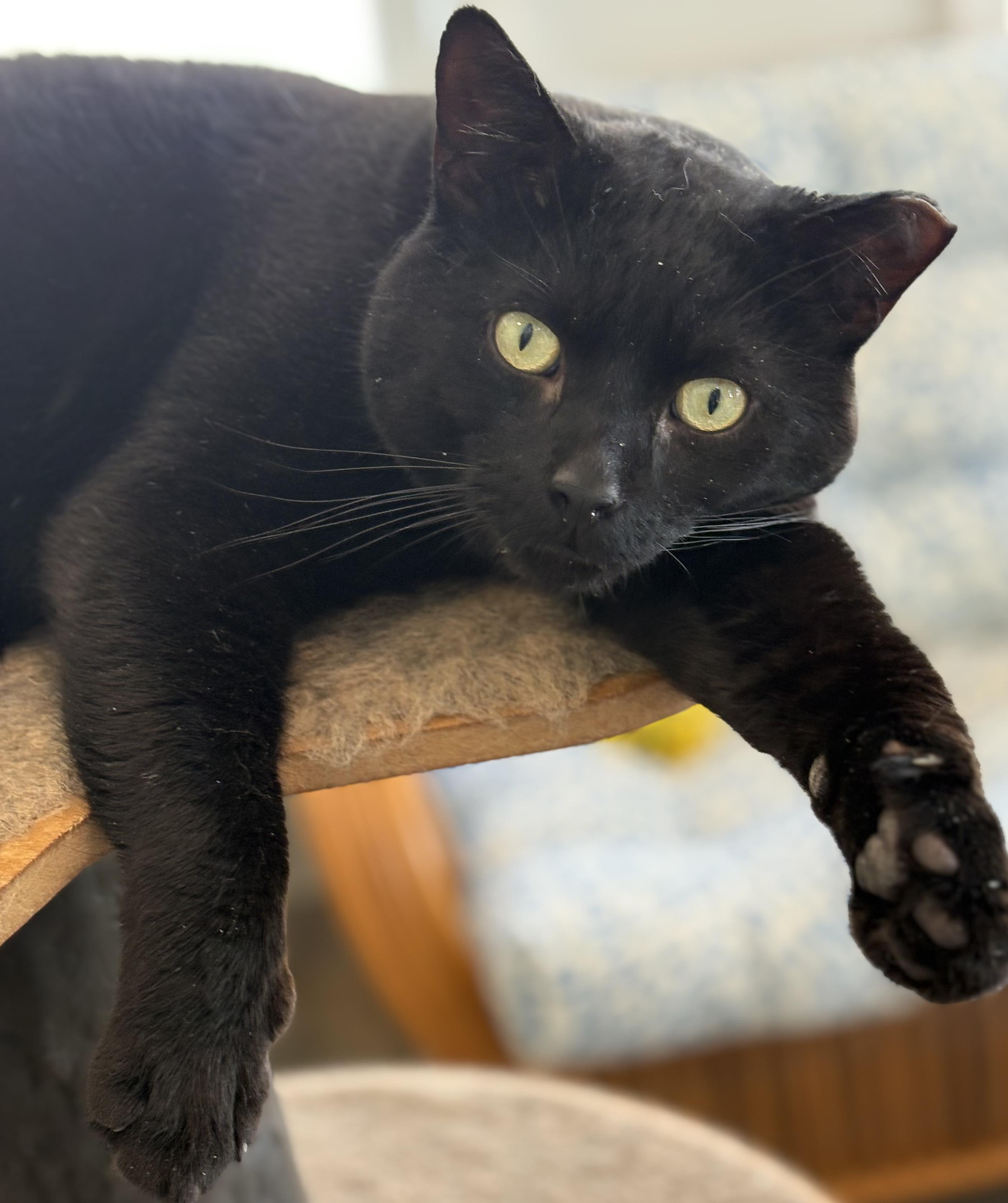 Enlarge Nero, an adopted Bombay in Warwick, NY image 1/1