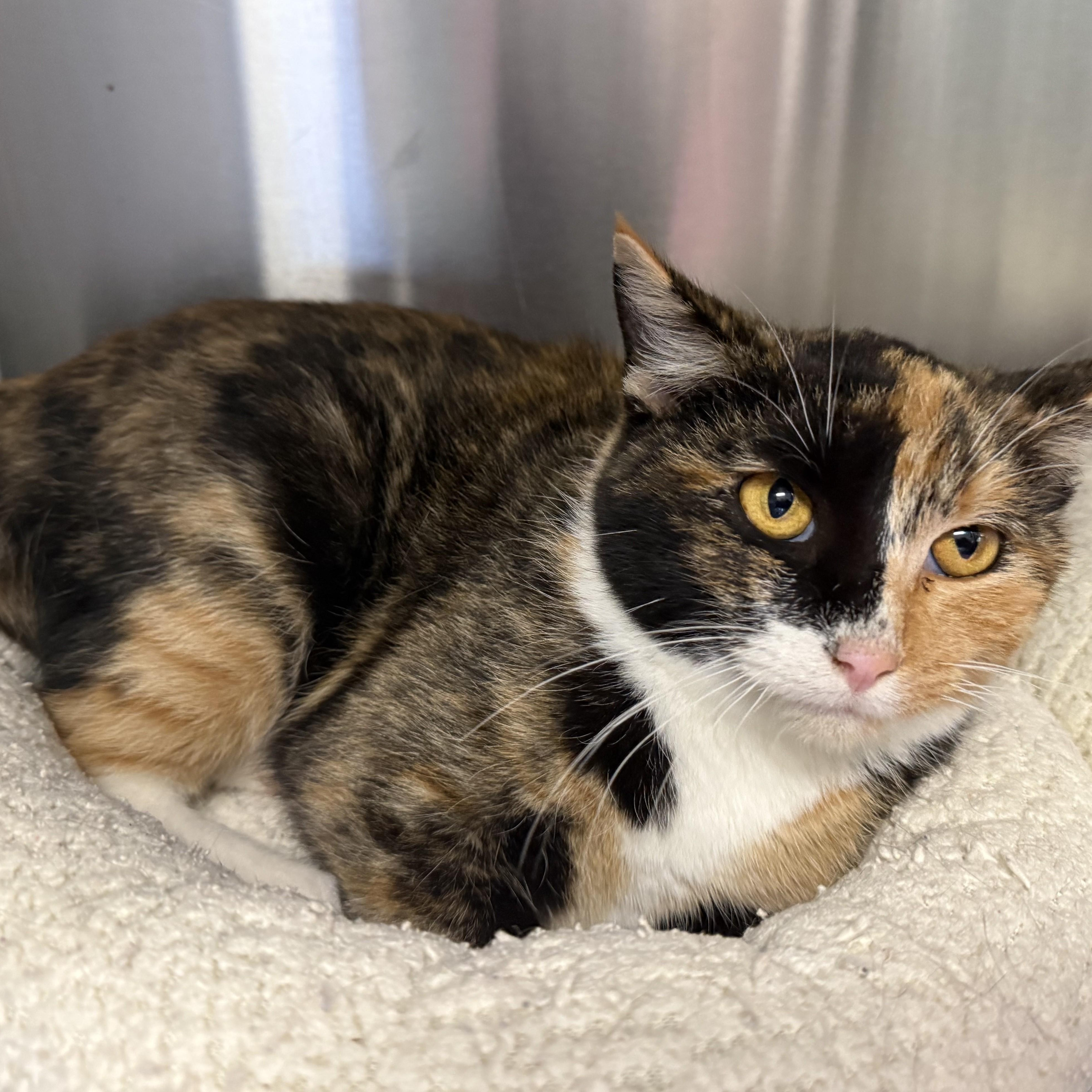 Enlarge ALADDIN & JASMINE, a Adoptable Domestic Short Hair in La Crescent, MN image 5/6