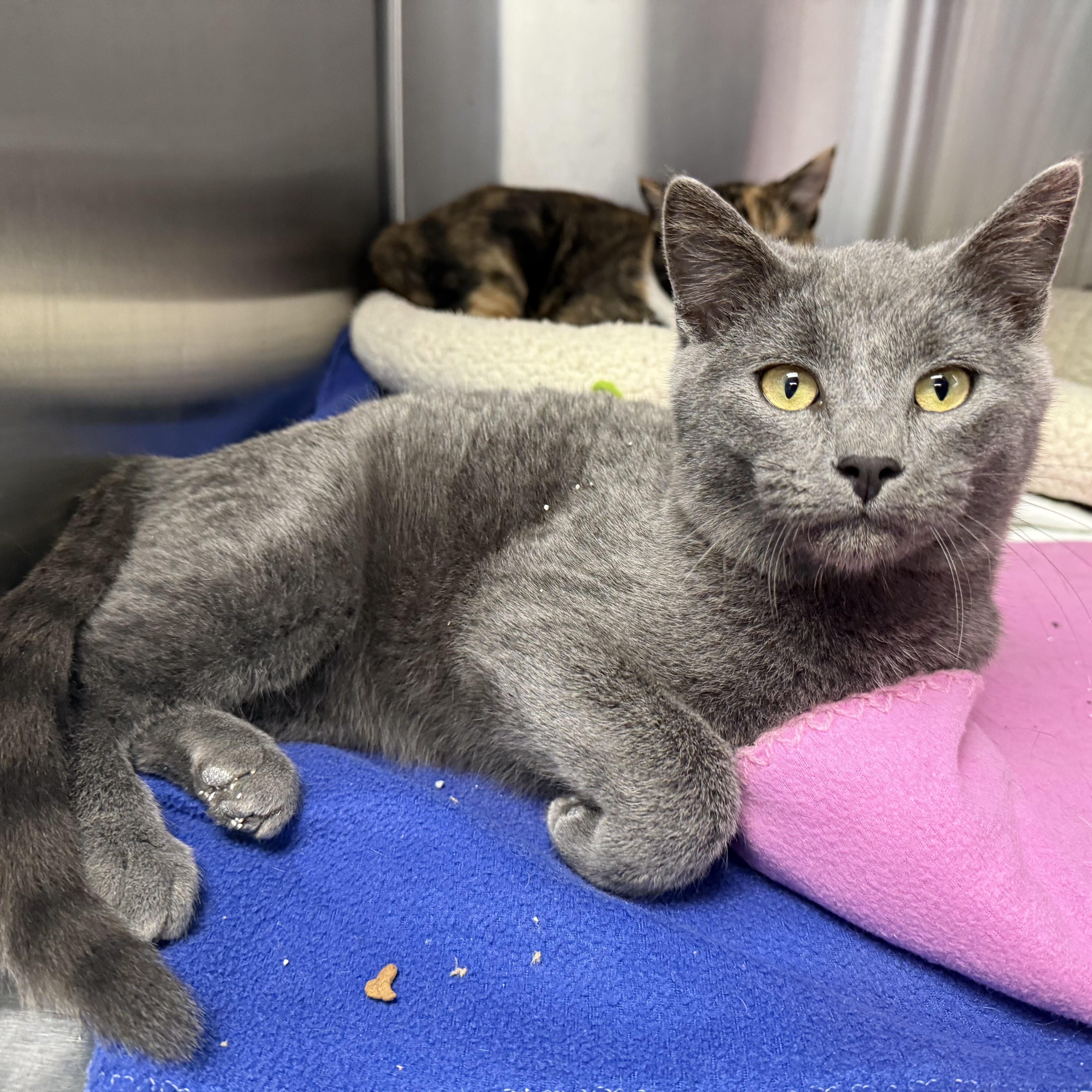 Enlarge ALADDIN & JASMINE, a Adoptable Domestic Short Hair in La Crescent, MN image 4/6