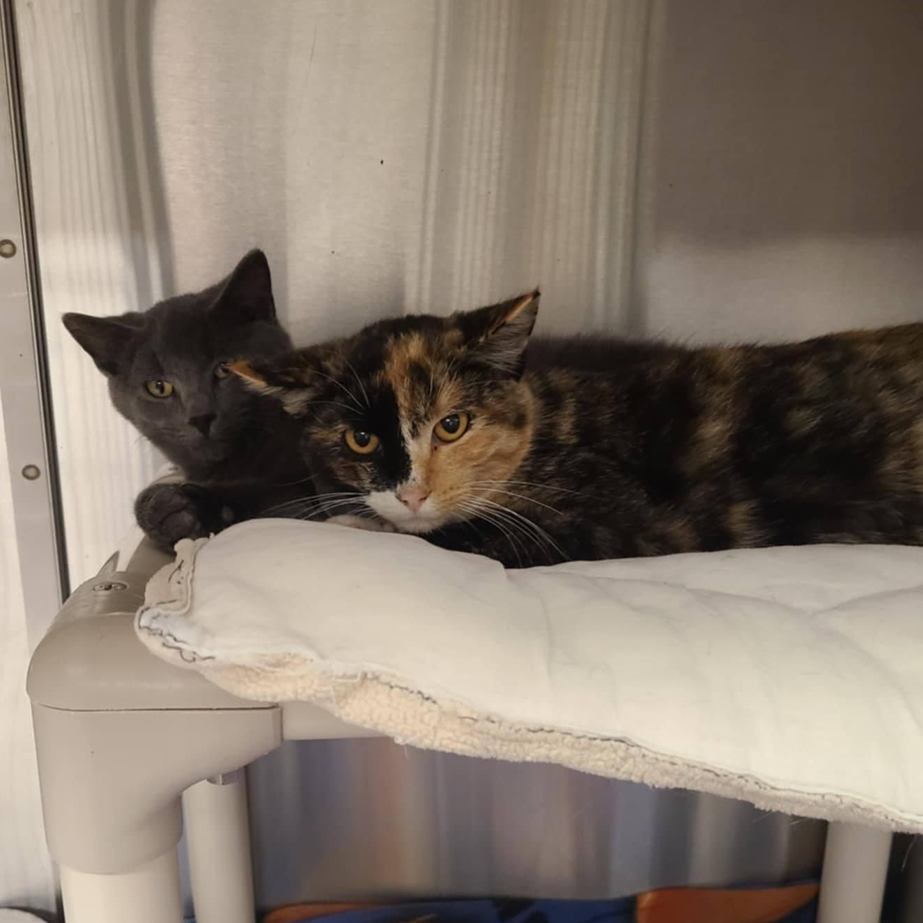 Enlarge ALADDIN & JASMINE, a Adoptable Domestic Short Hair in La Crescent, MN image 2/6