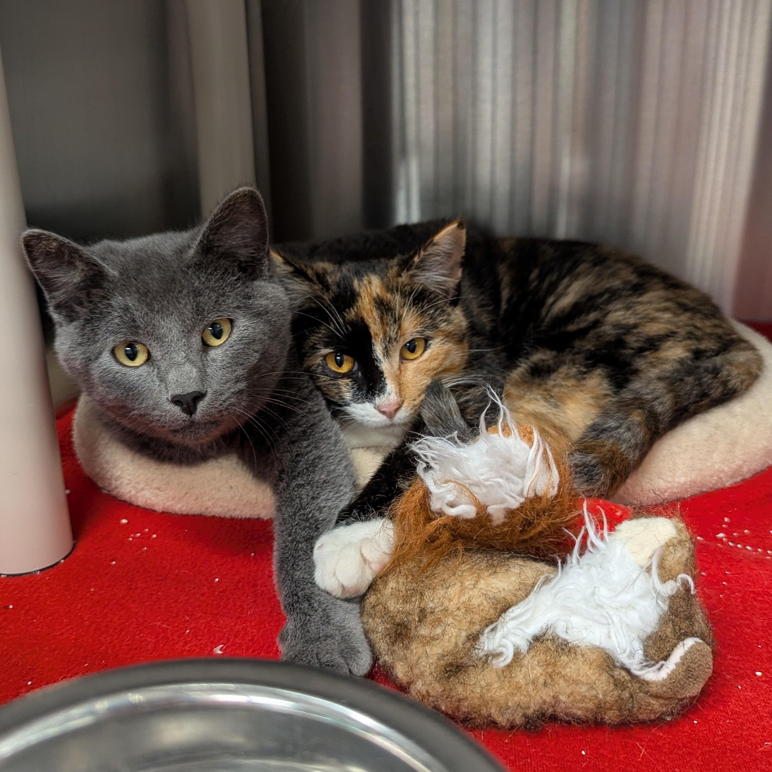 Enlarge ALADDIN & JASMINE, a Adoptable Domestic Short Hair in La Crescent, MN image 1/6