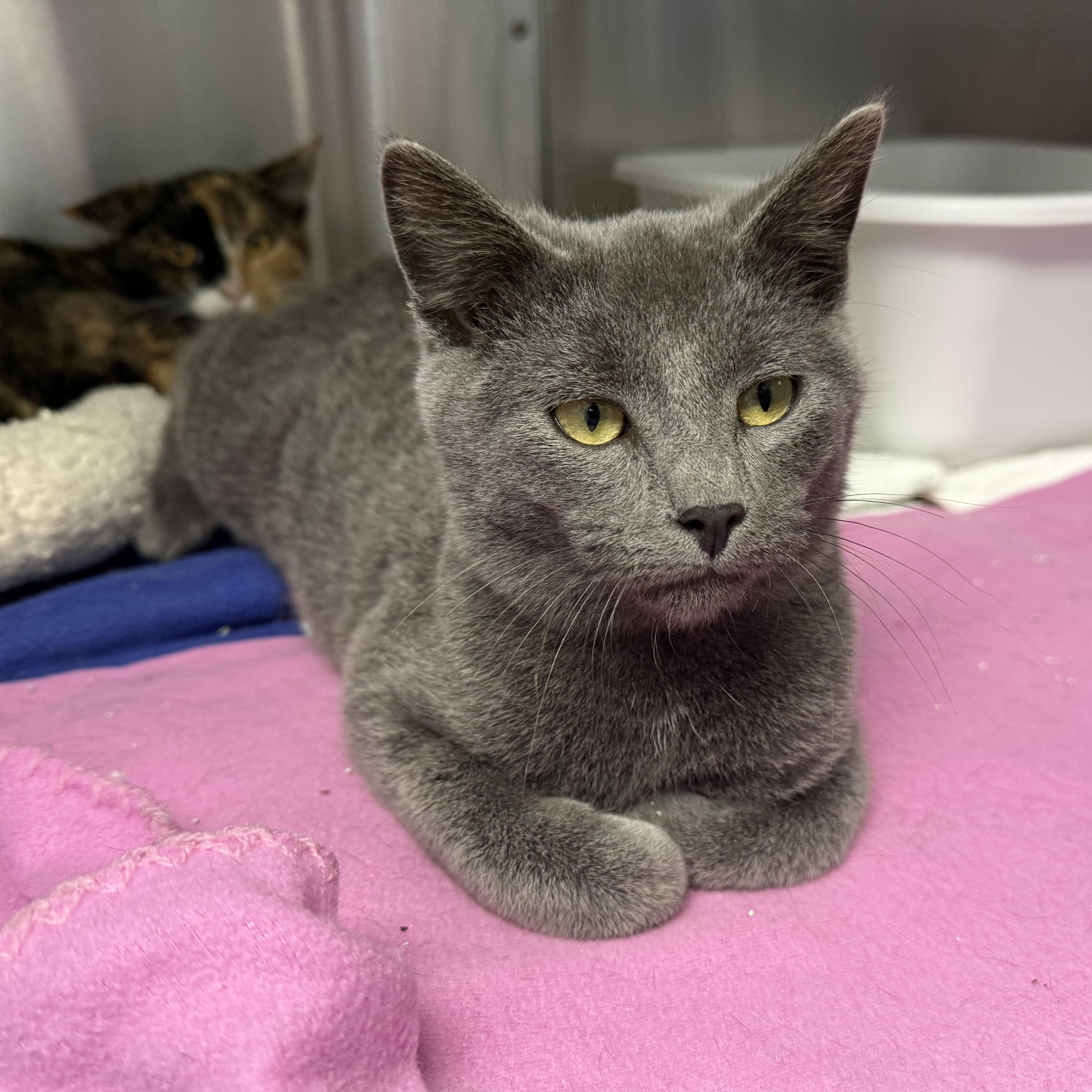 Enlarge ALADDIN & JASMINE, a Adoptable Domestic Short Hair in La Crescent, MN image 6/6