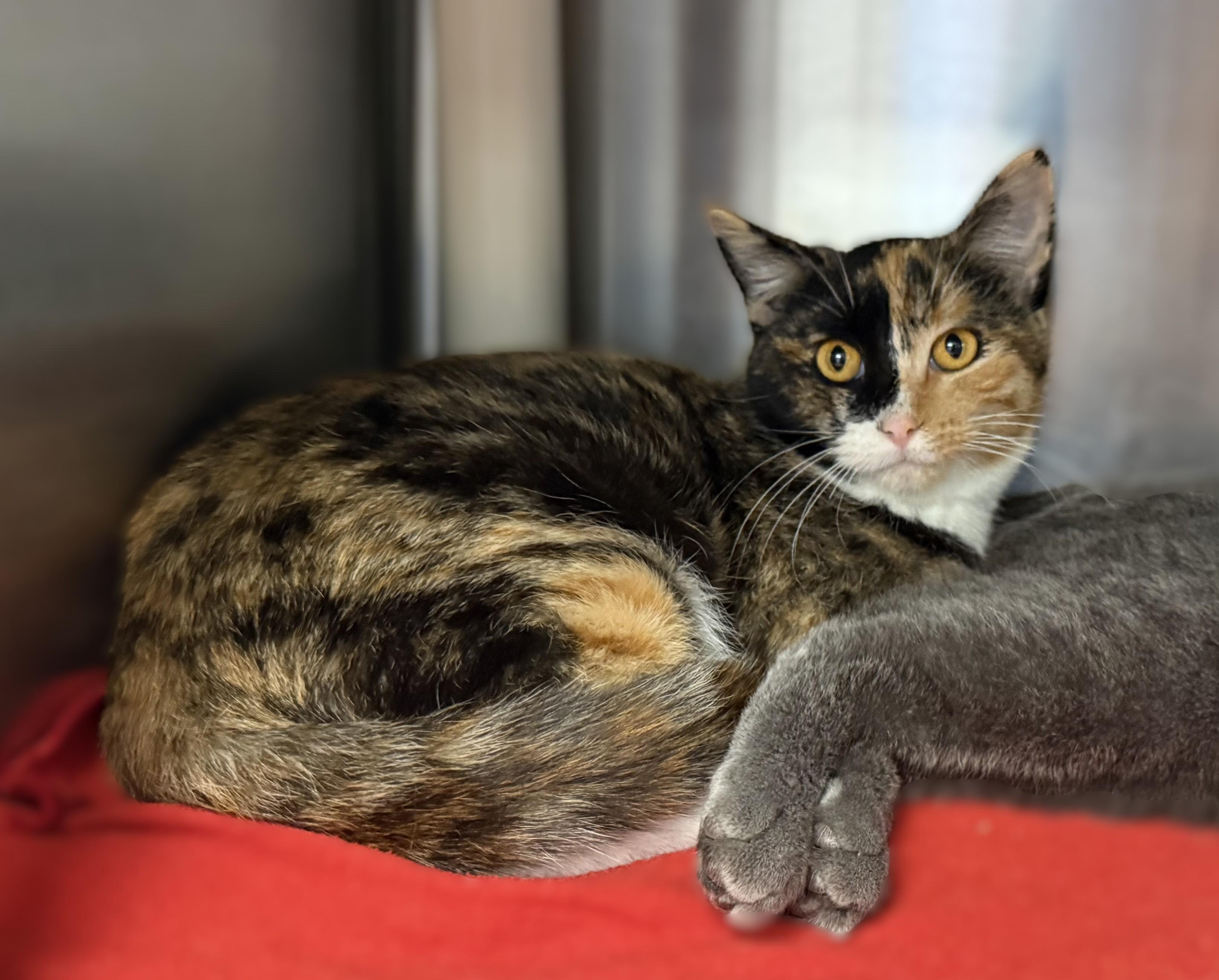 Enlarge ALADDIN & JASMINE, a Adoptable Domestic Short Hair in La Crescent, MN image 3/6