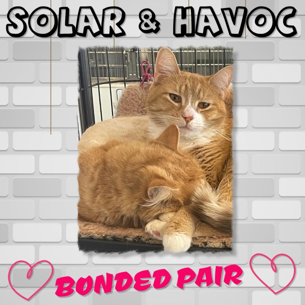 Enlarge Havoc, a Adoptable mixed breed in Southbury, CT image 1/4