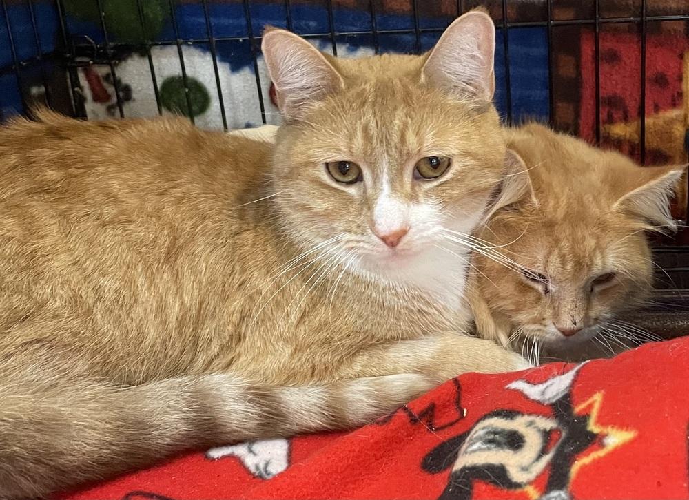 Enlarge Havoc, a Adoptable mixed breed in Southbury, CT image 4/4