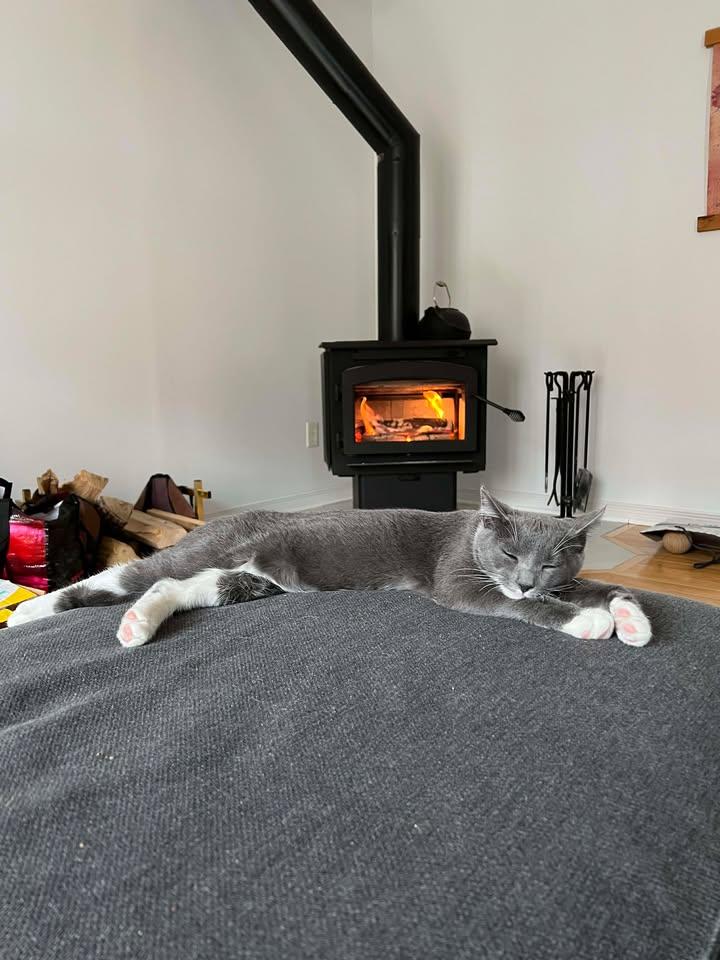 Enlarge Lasso, an adopted Domestic Short Hair in Wakefield, QC image 4/6