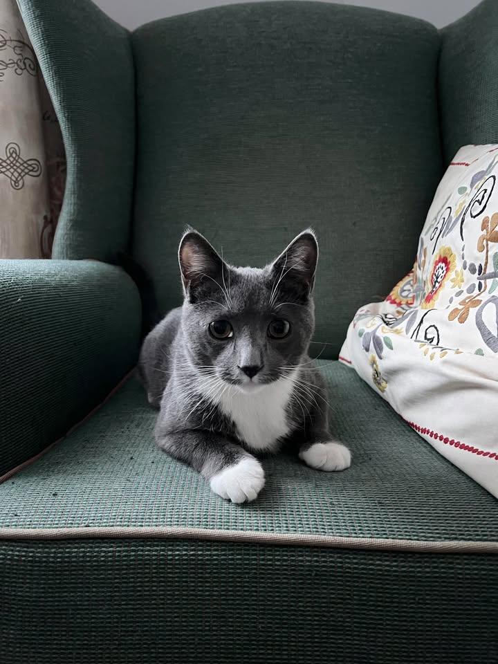 Enlarge Lasso, an adopted Domestic Short Hair in Wakefield, QC image 1/6