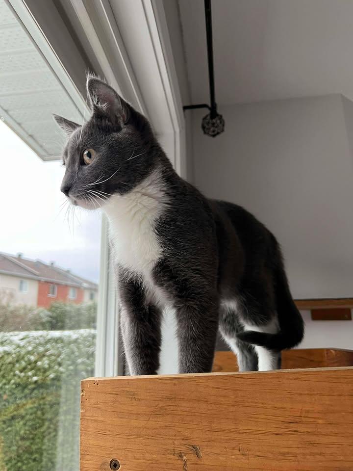 Enlarge Lasso, an adopted Domestic Short Hair in Wakefield, QC image 2/6