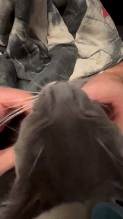 Enlarge Lasso, an adopted Domestic Short Hair in Wakefield, QC video 5/6