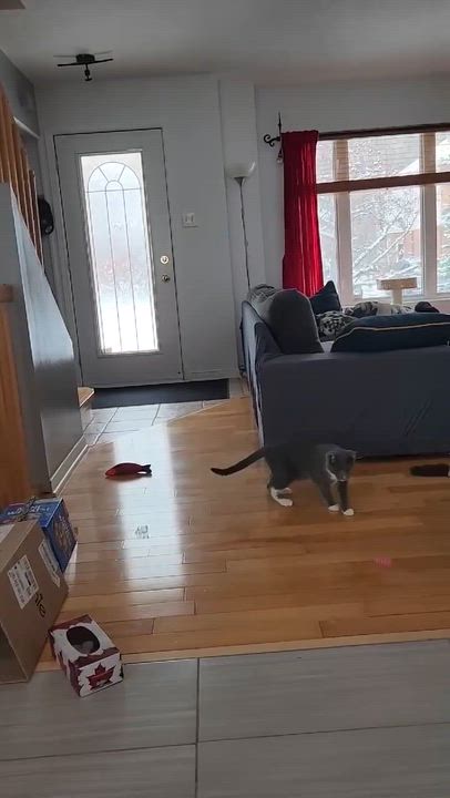 Enlarge Lasso, an adopted Domestic Short Hair in Wakefield, QC video 6/6