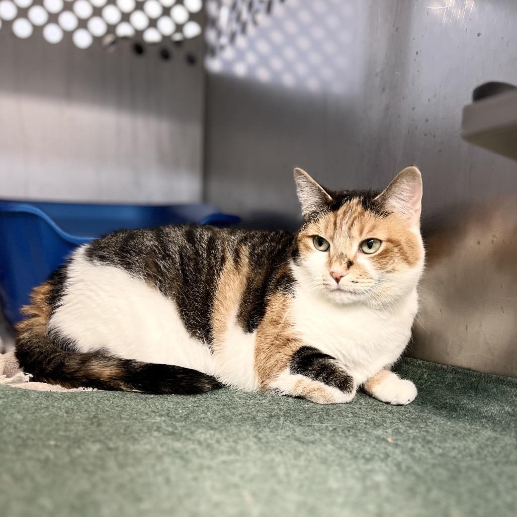 Enlarge Lennox, a Adoptable Domestic Short Hair in Portage, MI image 1/2